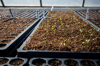 Plant Prop/Greenhouse Management | 2/27/20